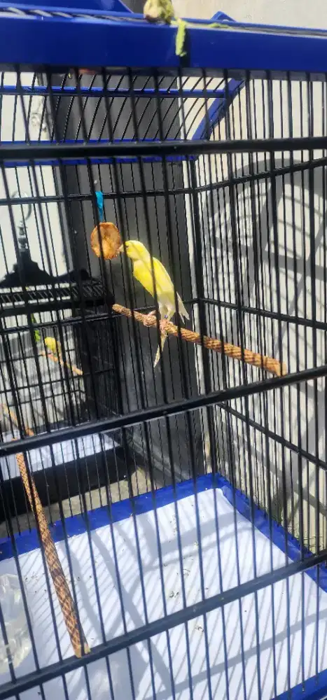 Burung kenari scotch fancy import Ring foi 23