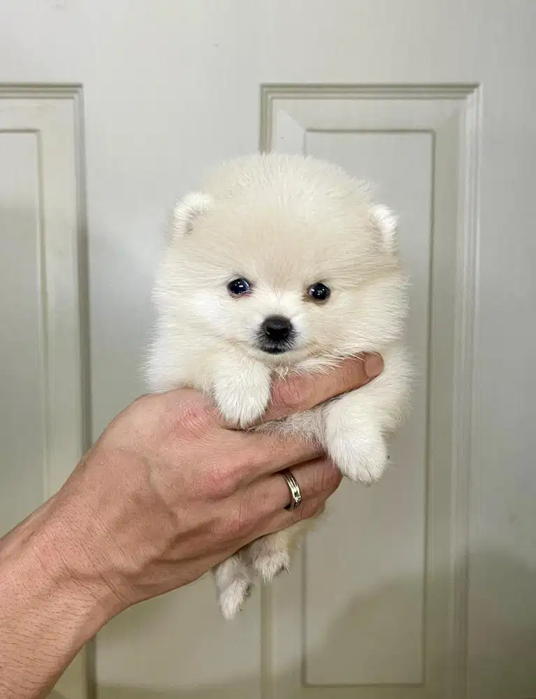 Super minipom betina