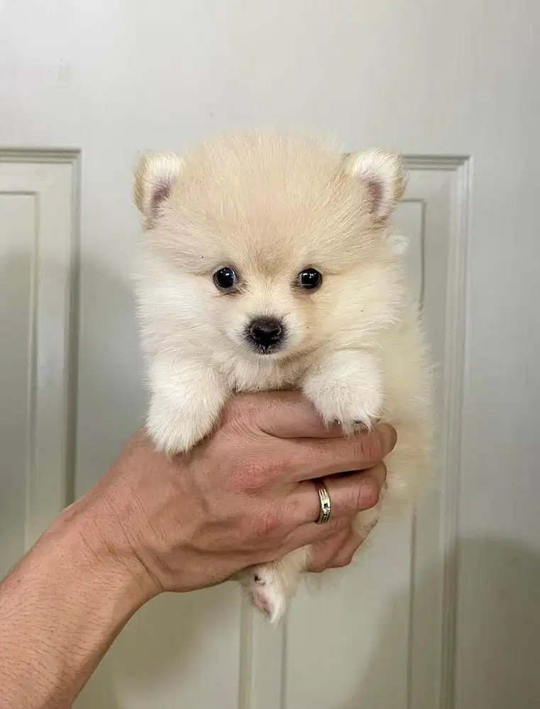 Super minipom betina kosongan