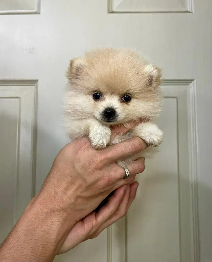 Super minipom betina kosongan
