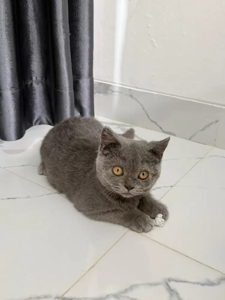 British Short Hair Blue Solid