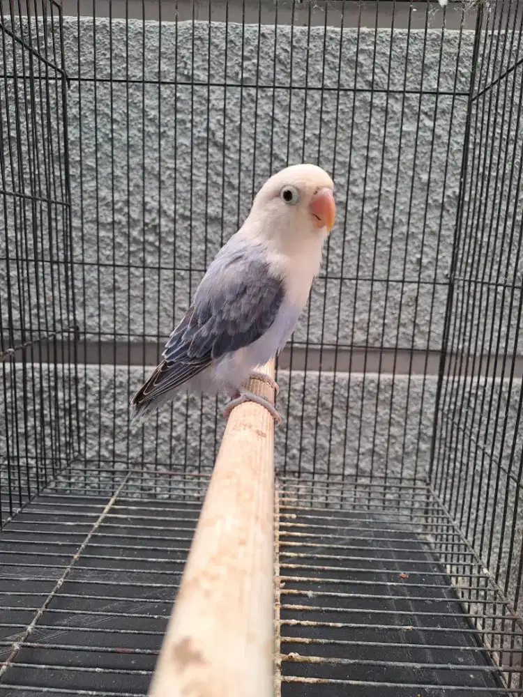 Lovebird Paud Biola Dark Violet//Ino