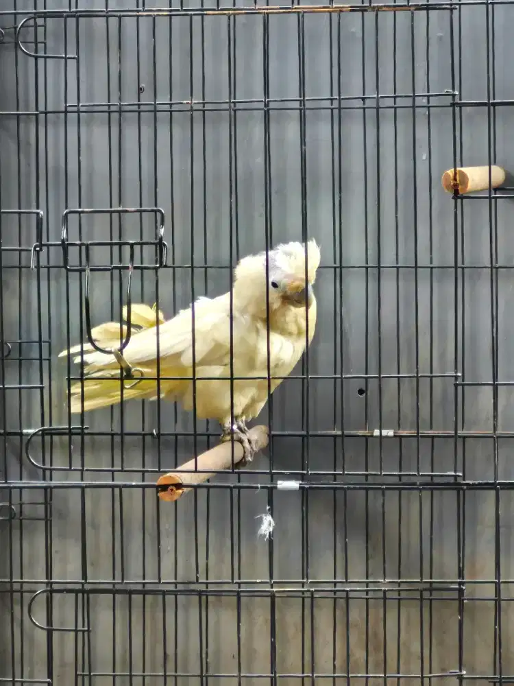 Burung hias, burung kicau, taman, aviary
