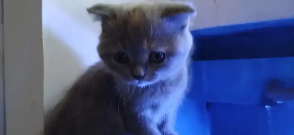 Adop bermahar kucing BSH scootis