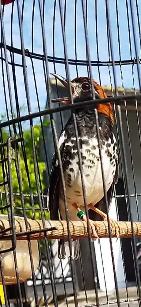 Raja kawin anis kembang no minus