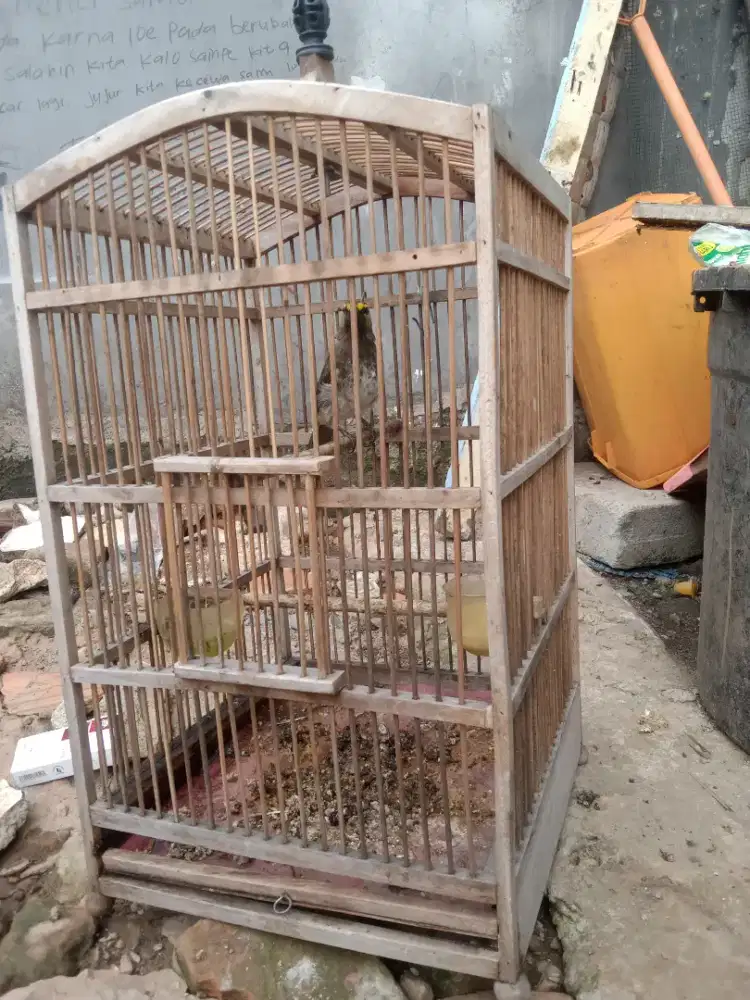Burung cak wilis muda rajin bunyi