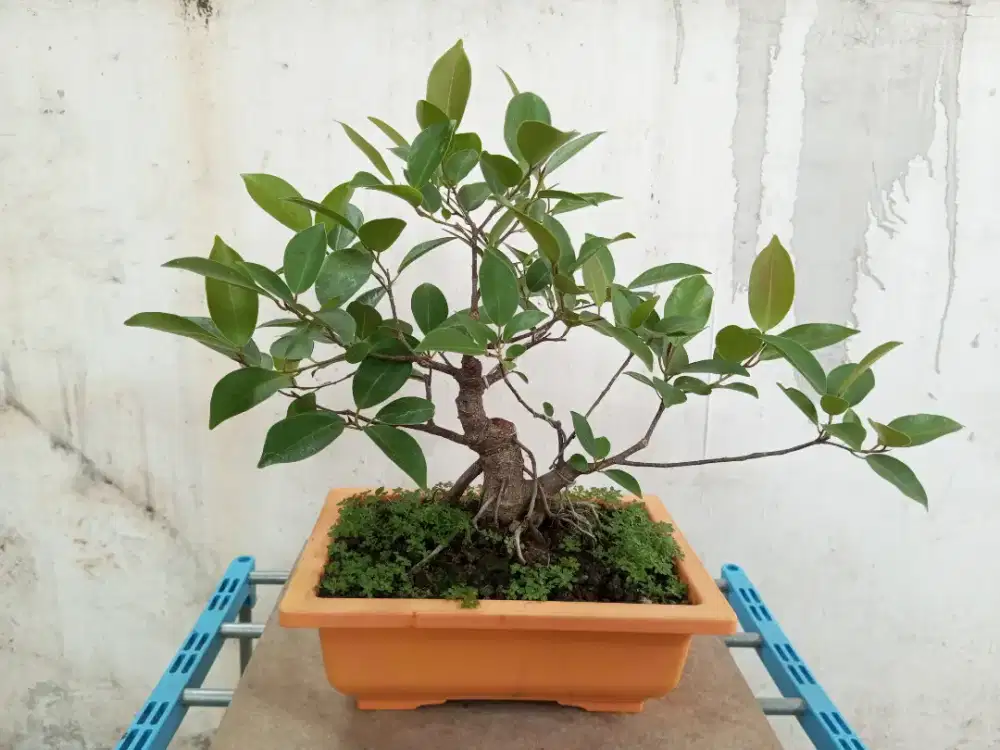 Bonsai iprik tanaman hias