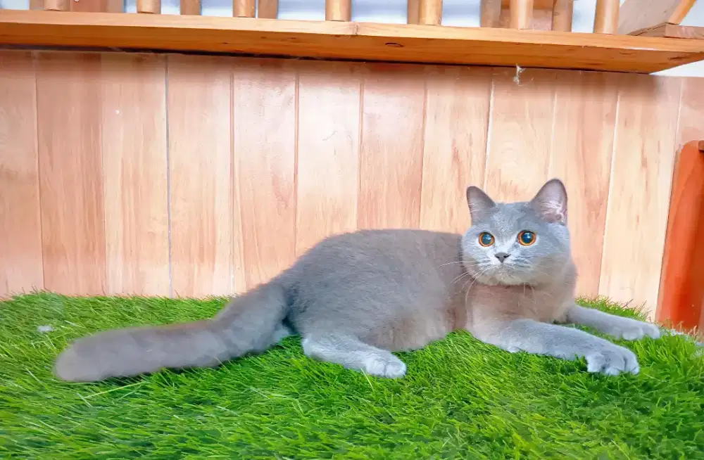 BSH blue / britishshorthair ped wcf blue solid betina