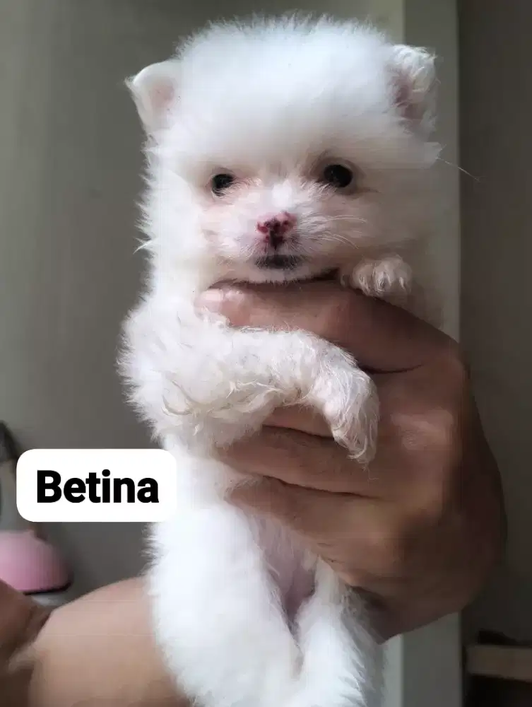 Kado untuk natal dan tahun baru