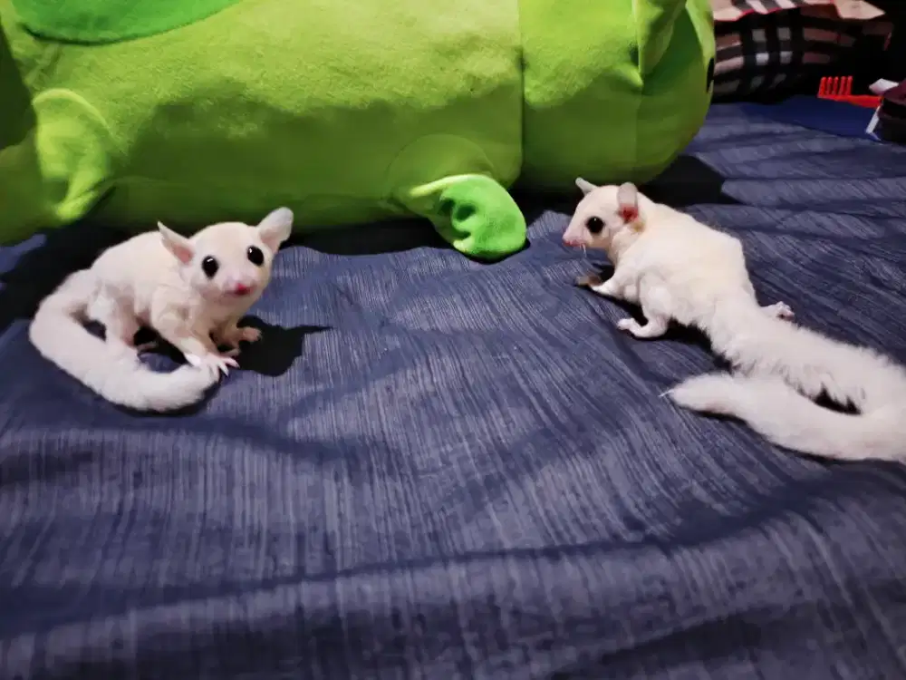 Sugar glider joey leucistic sepasang