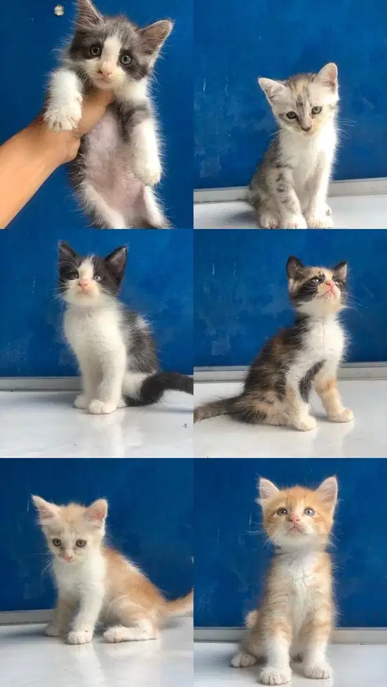 Kitten Persia Medium