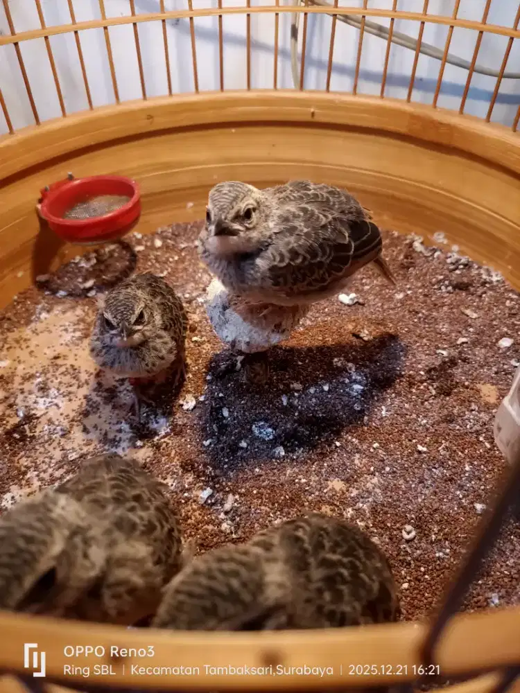 Branjangan javanica trotol