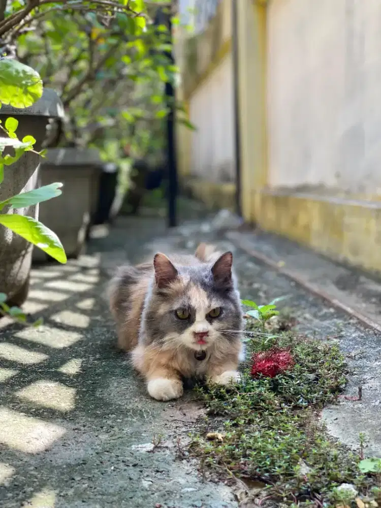 Lepas adop kitten persia