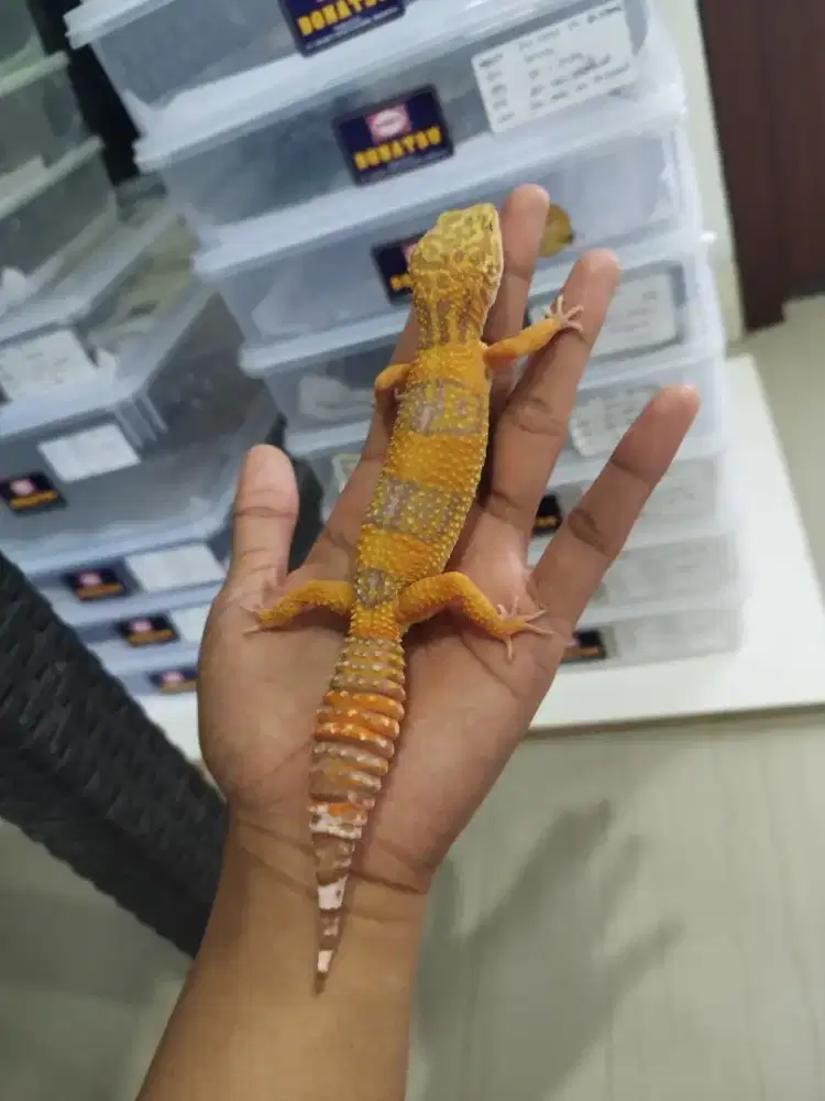 Leopard Gecko Female