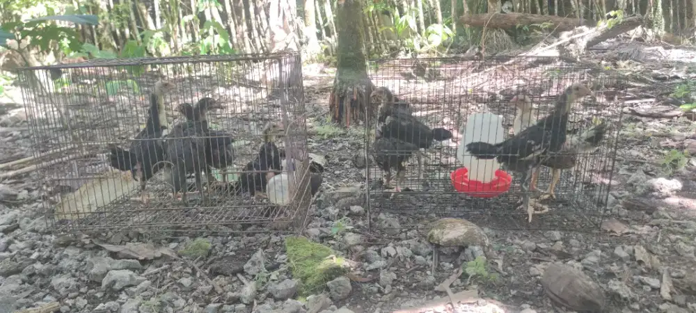 Anak ayam usia 2Bulan