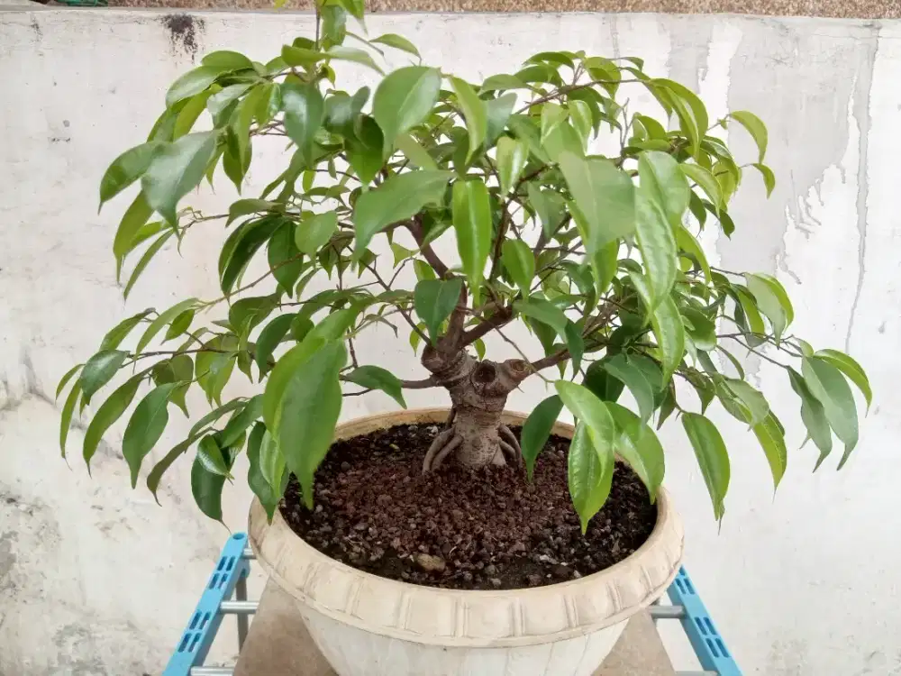 Bonsai beringin ficus benjamina