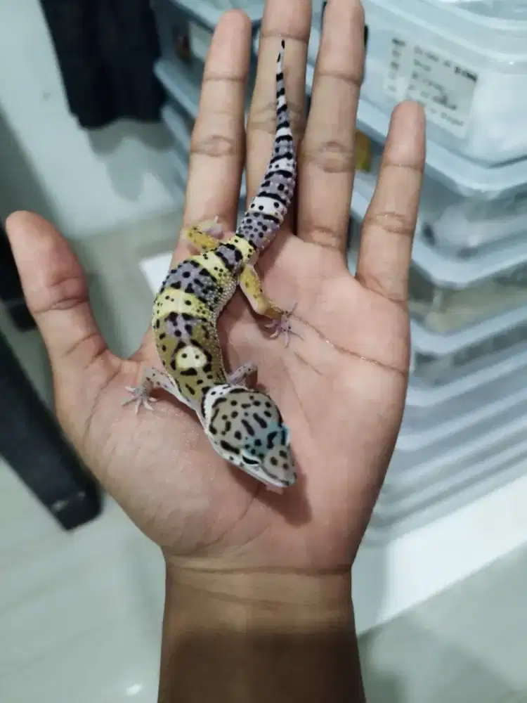 Gecko baby lucu
