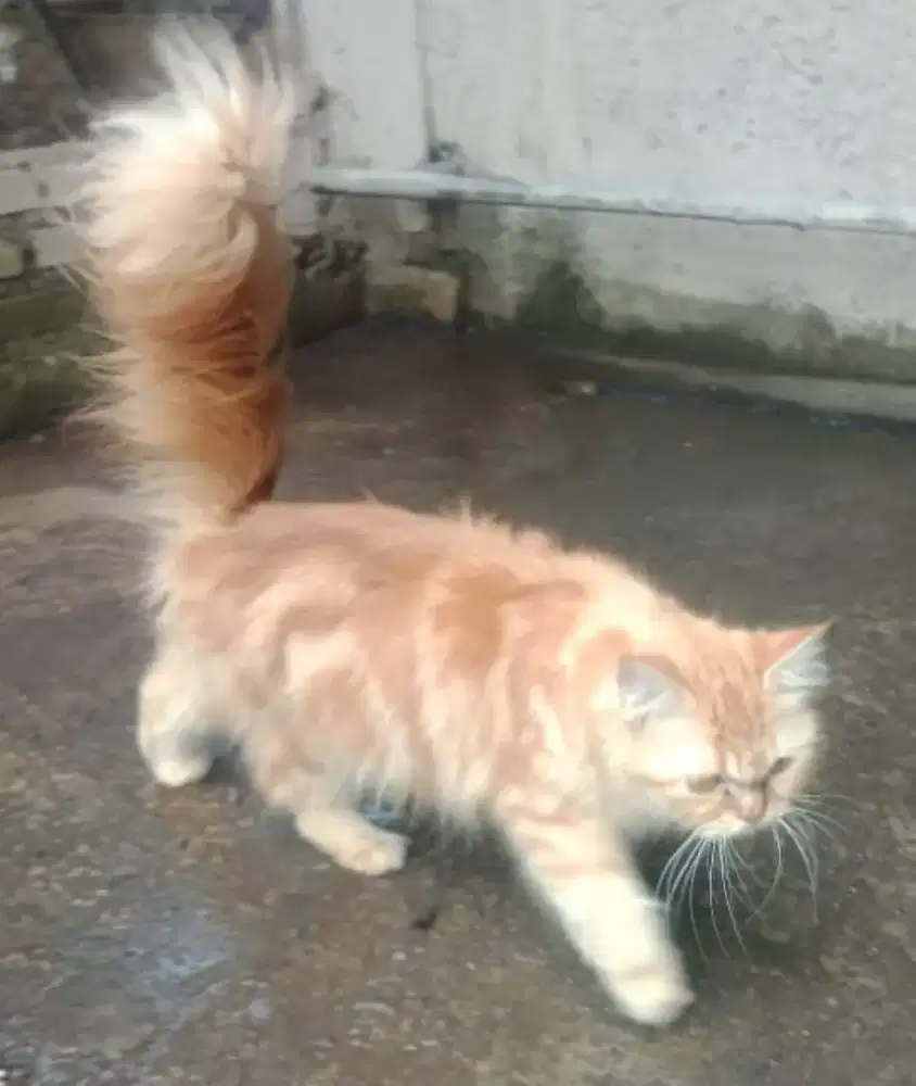 Persia Flatnose Betina Usia 1 Thn Birahi Pisan