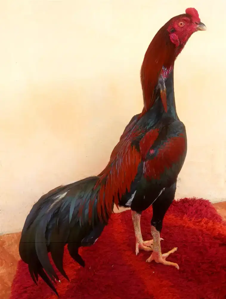 Ayam Line Pamagon, Umur 12 Bulan, Ukuran 4,Tulang Kasar + Mewah