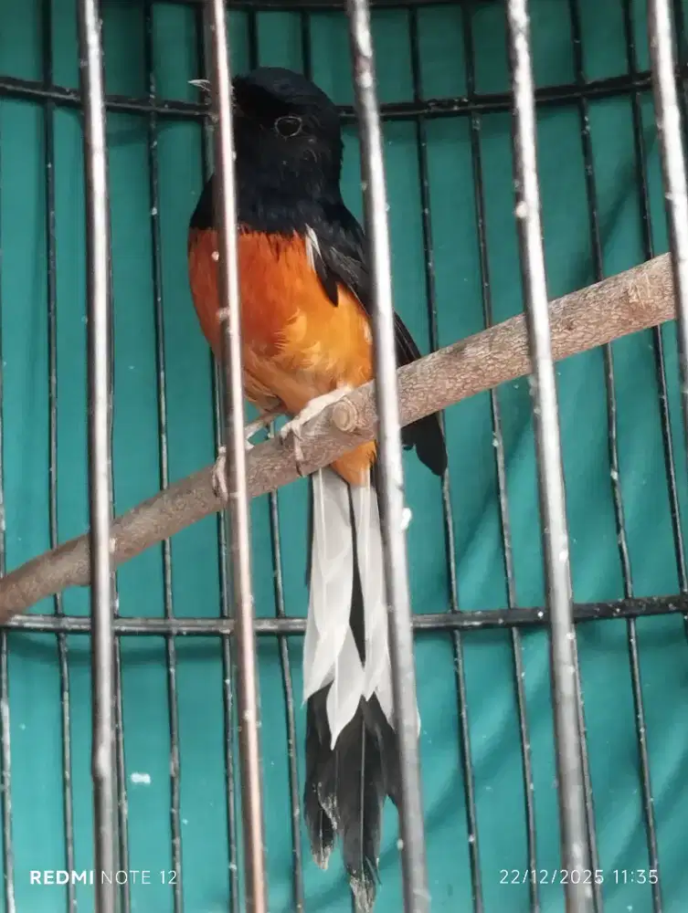 Murai Batu Ori Lokal Hutan Sumtra Aceh