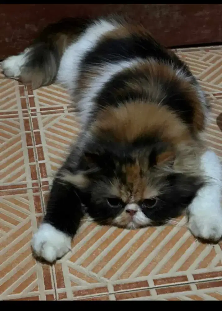 Adop calico peaknoise buat indukan