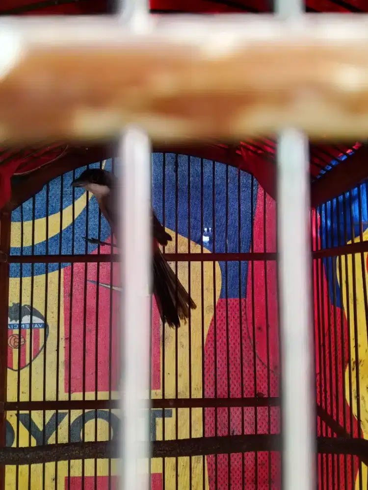 Burung pentet kurng paham ktp'y