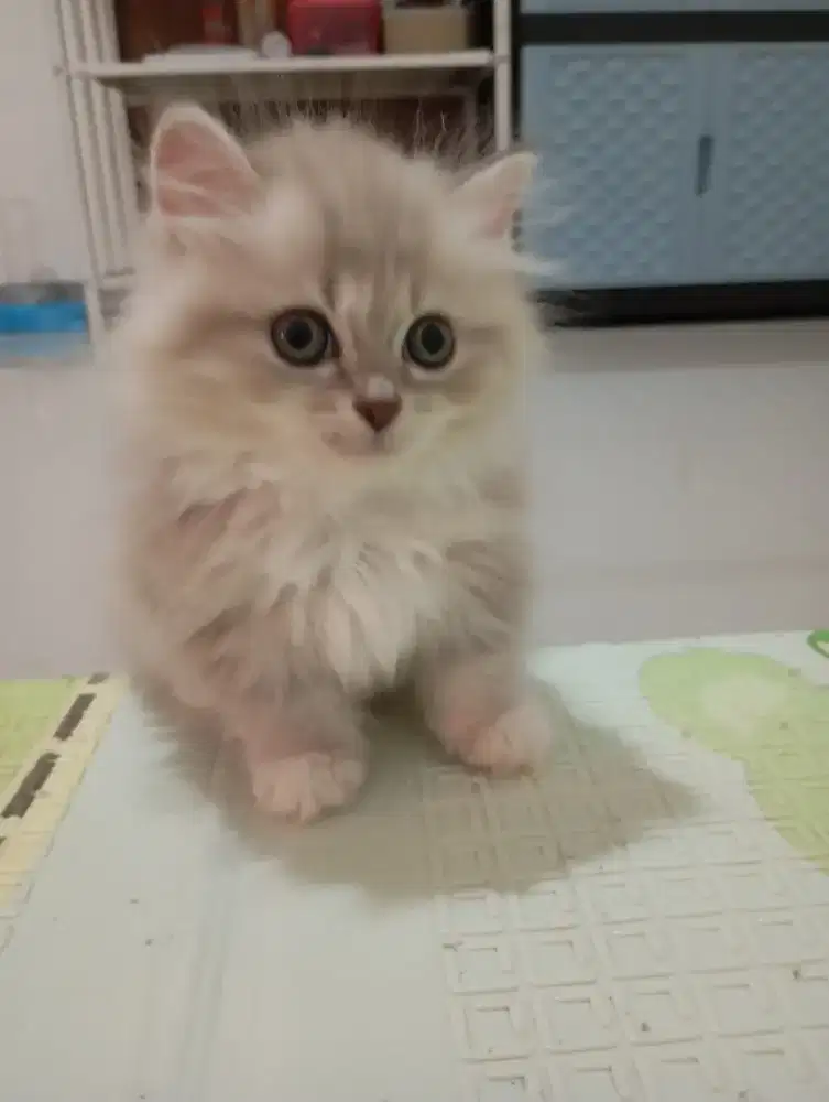 Munchkin kitten jantan bulu lebat