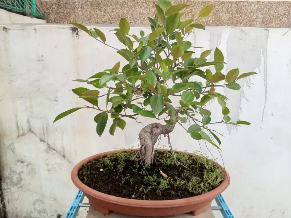 Bonsai iprik ficus microcarpa