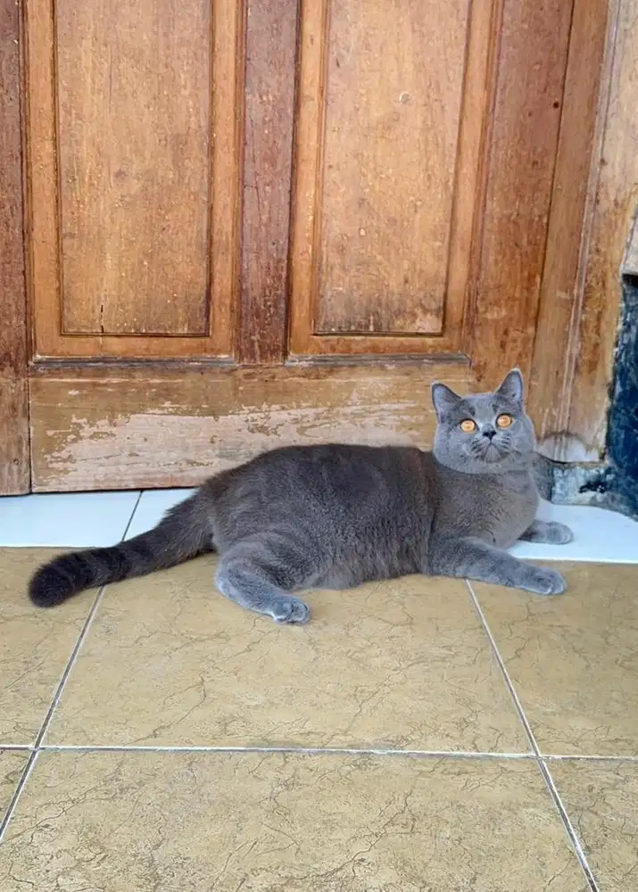 BSH British Shorthair pure Nonped Jantan