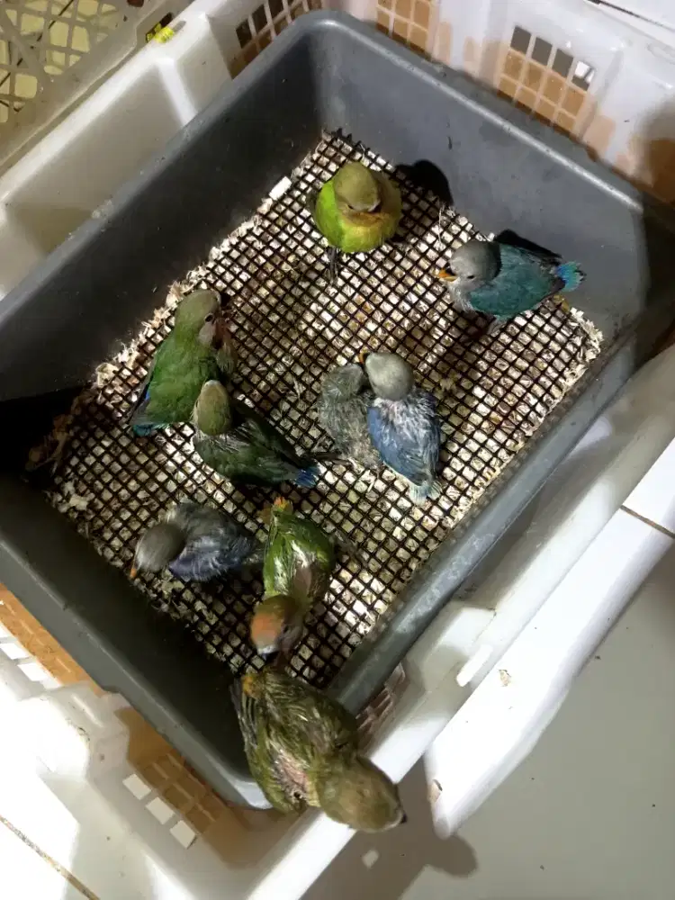 Lolohan lovebird nonklep