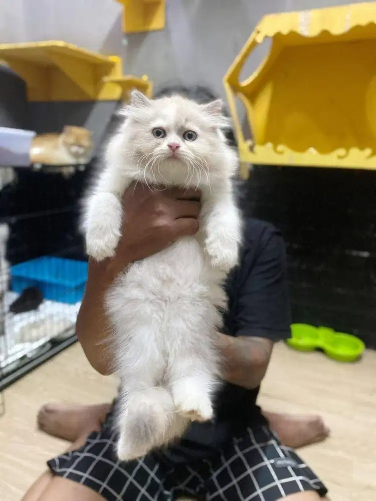 Kucing kitten ragdoll