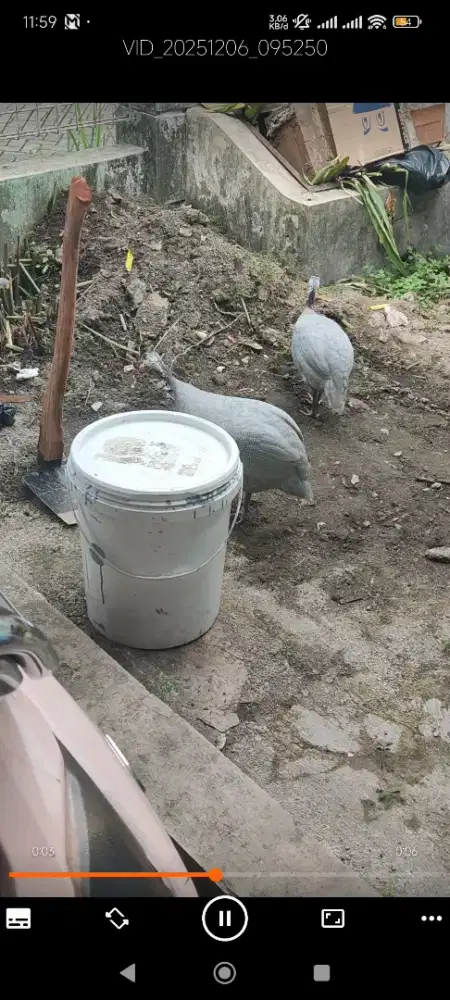Sepasang Ayam Mutiara Silver Indukan