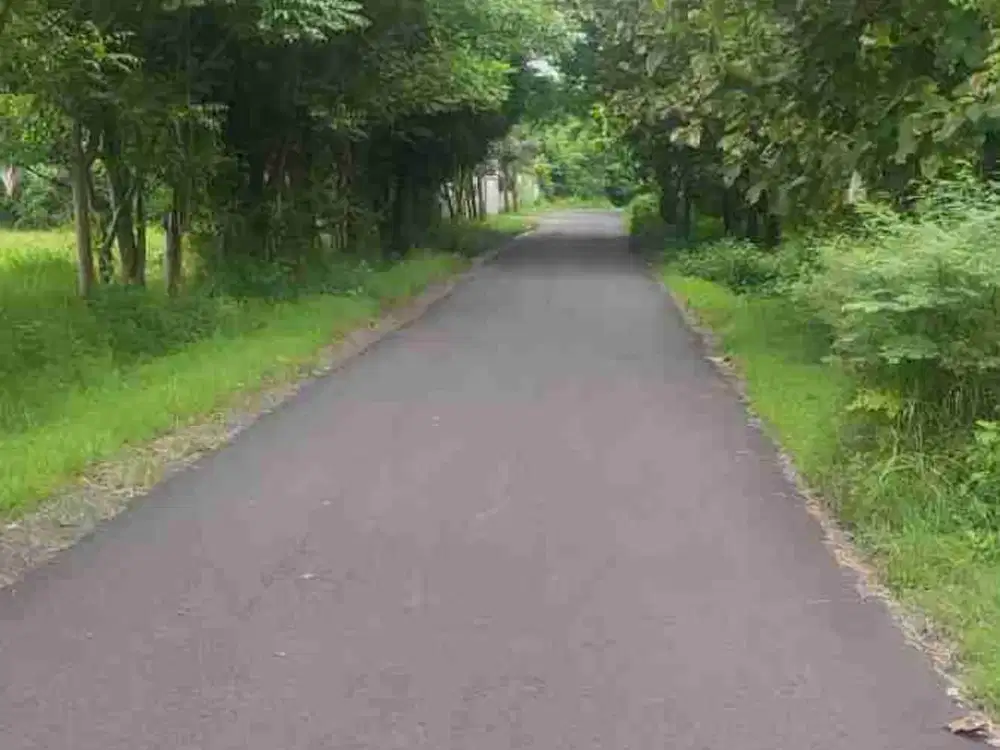 Tanah Pertanian 5ha diJUAL di Situbondo