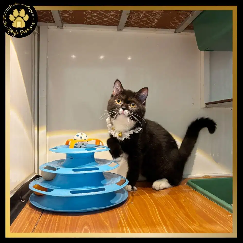 BRITISH SHORTHAIR MUNCHKIN NON STANDAR BETINA