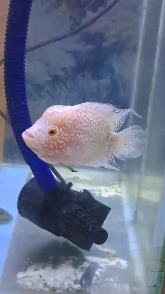 Cencu gb  ukuran 12 cm