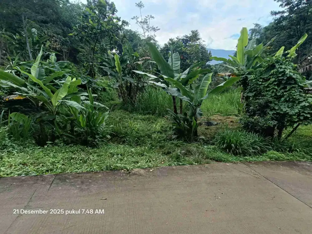 TANAH PACET TINGGI 700.MDPL SEJUK DINGIN