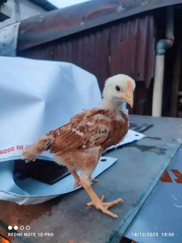 Ayam petelur 3 minggu