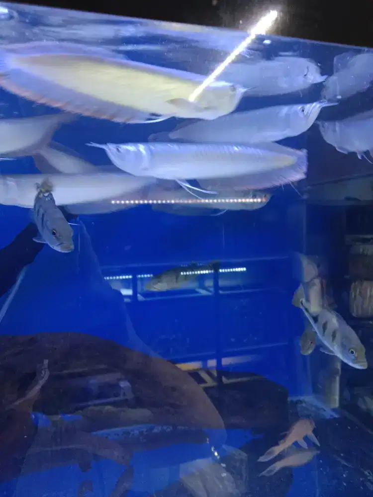 Ikan arwana dan pebass