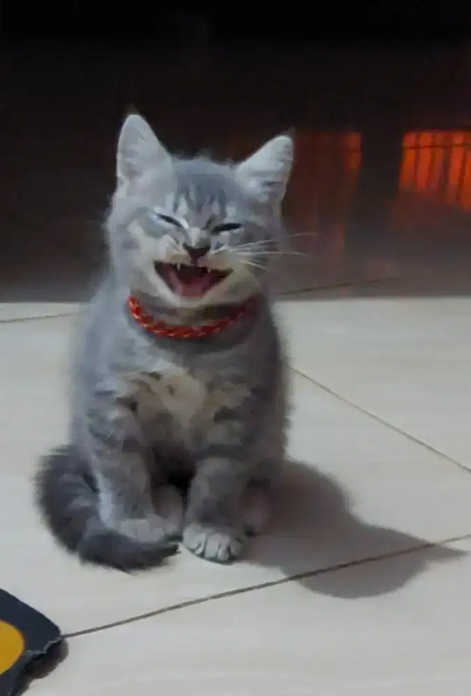 BSH Blue Tabby Female Line Ped