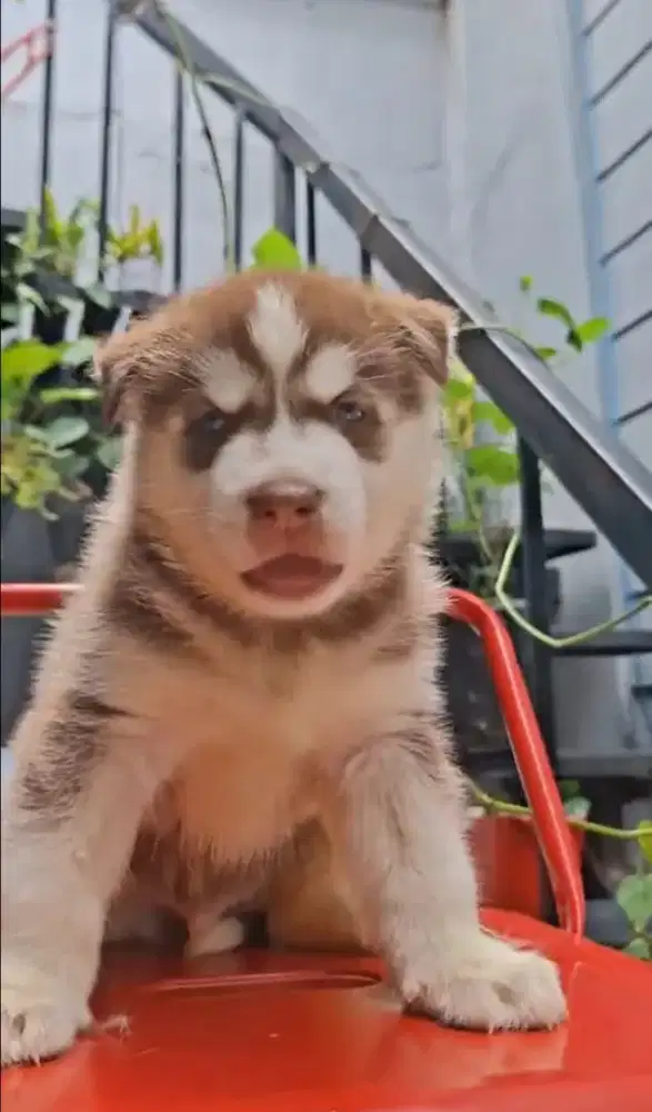 Barter Husky dengan Rottweiler
