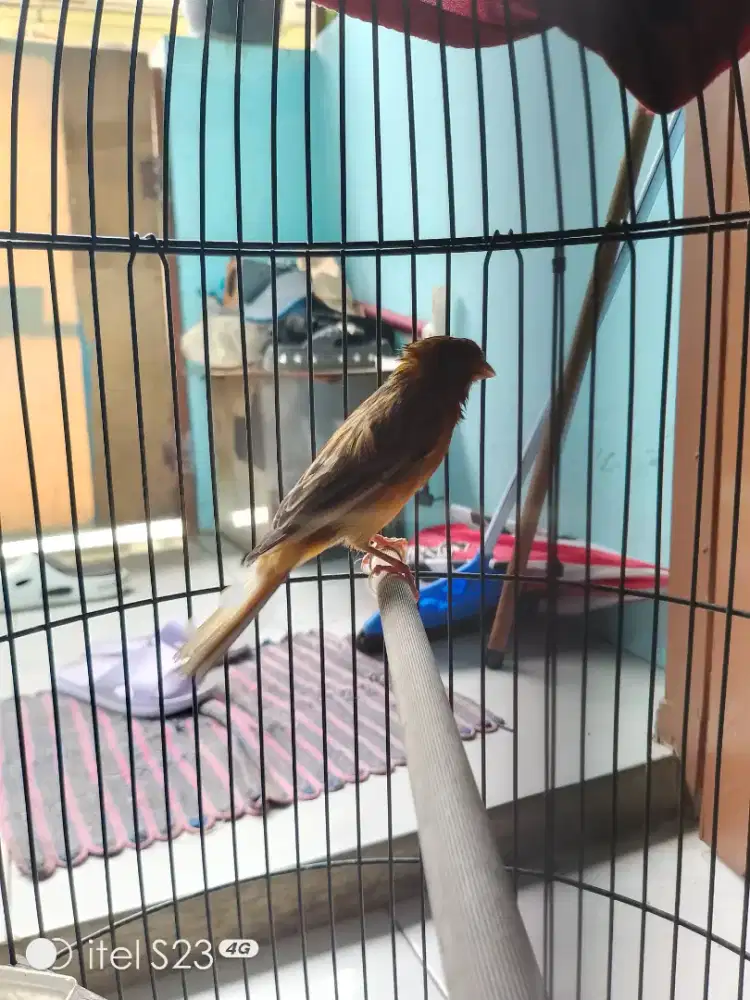Dijual burung kenari