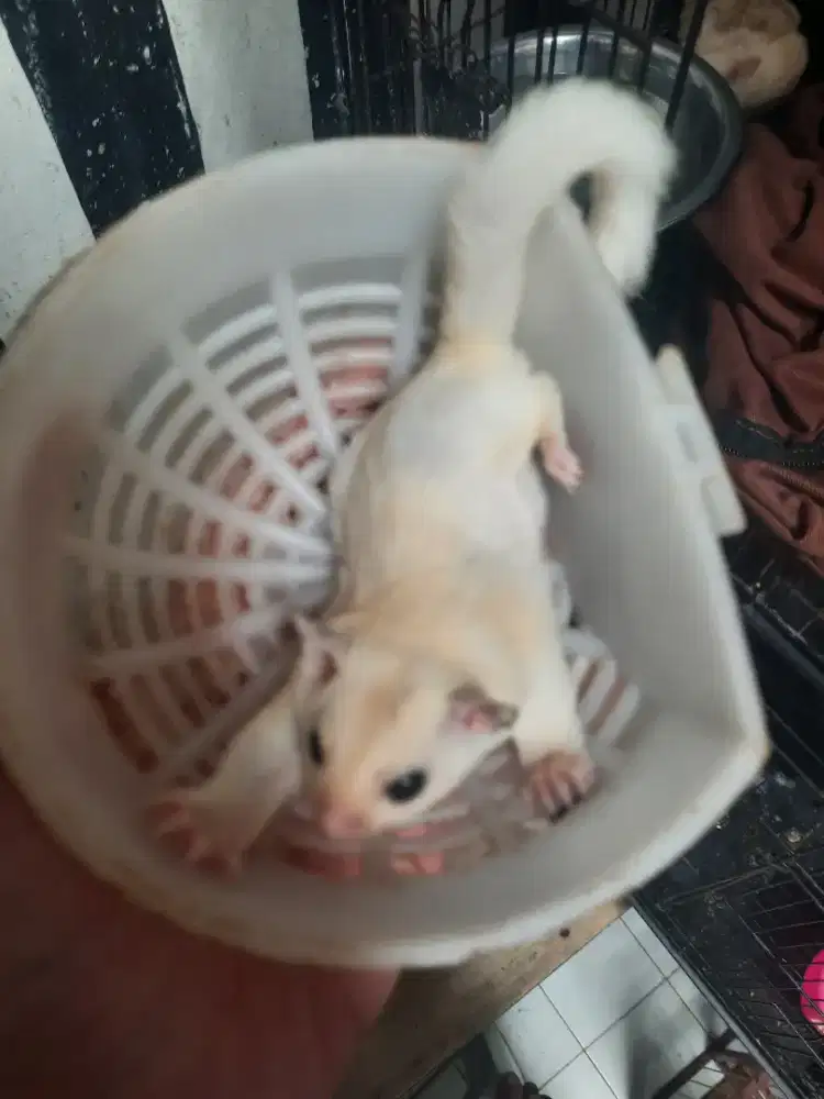 Sugar glider leucistik joey jantan..