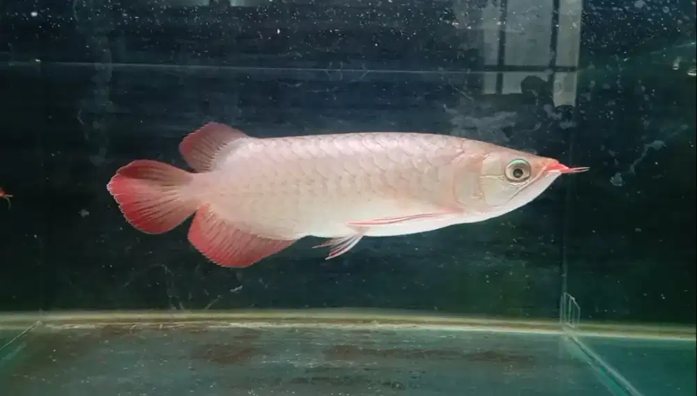 Arwana super red 27 cm