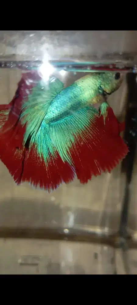 Ikan cupang halfmoon