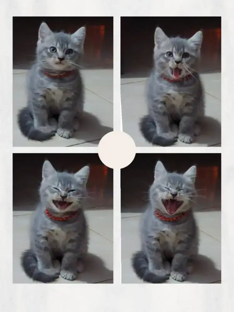 Sepasang BSH Red dan BSH Blue Tabby