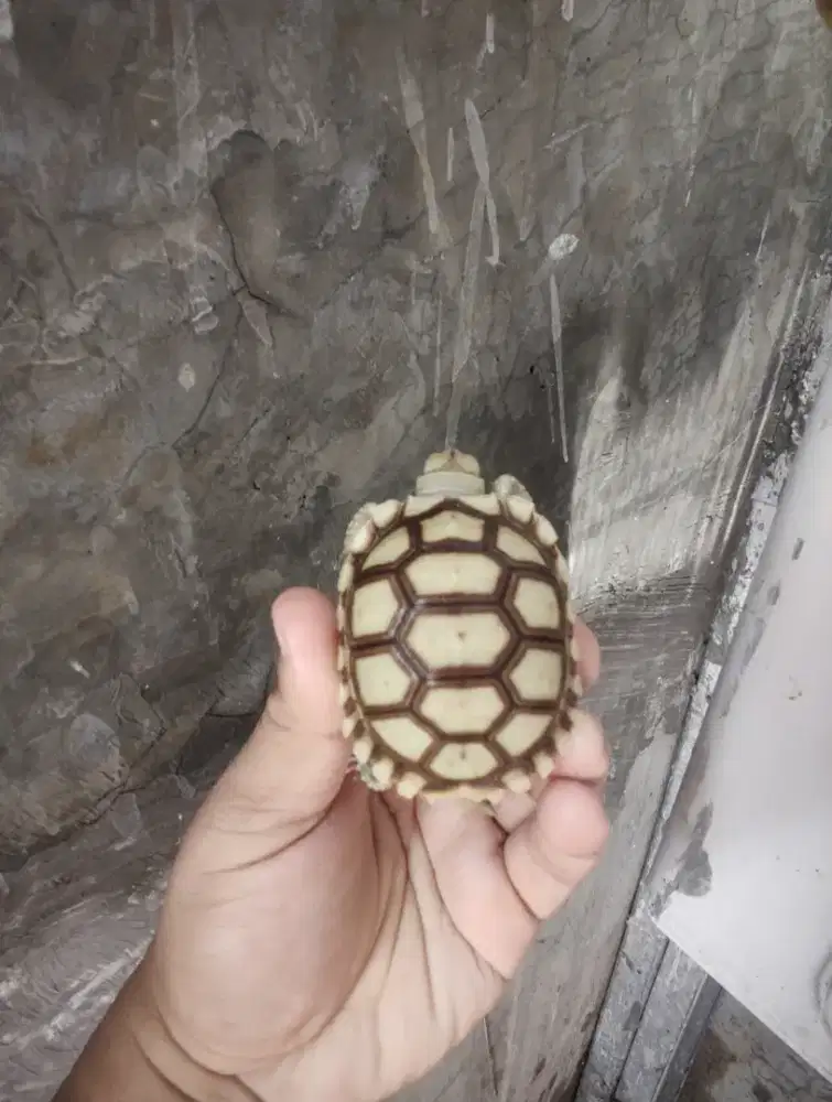 SULCATA KINCLONG CANTIK 6CM .. MULUS