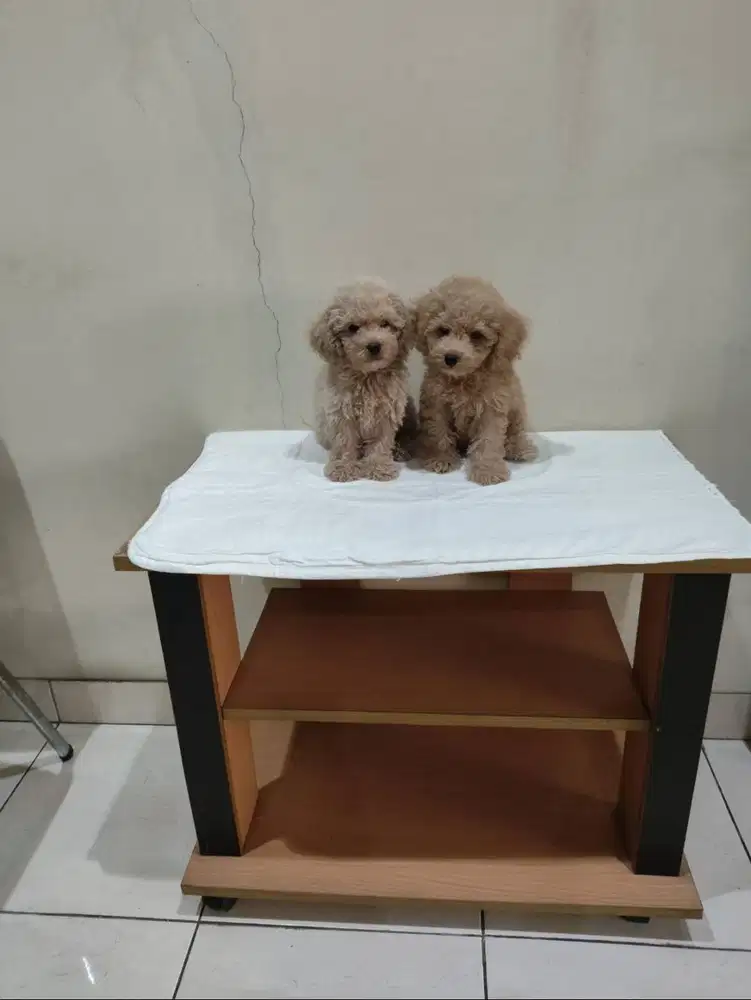Jual Anakan Poodle Jantan Coklat