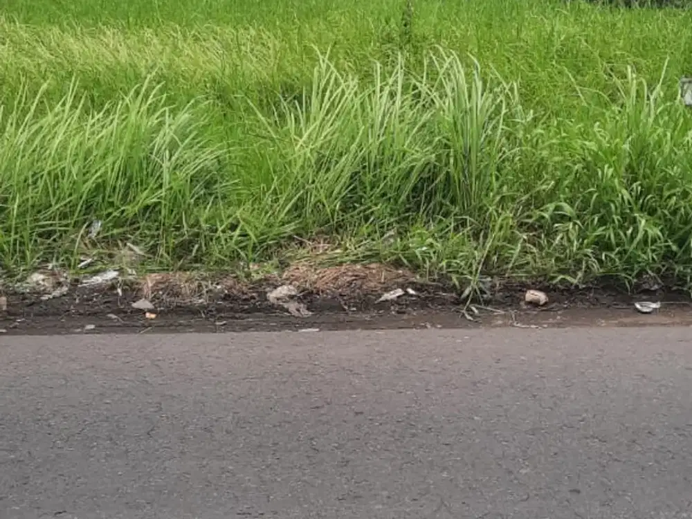 TANAH MURAH POTENSI TINGGI DI KABA-KABA – DEKAT CANGGU! ( RB / LM )