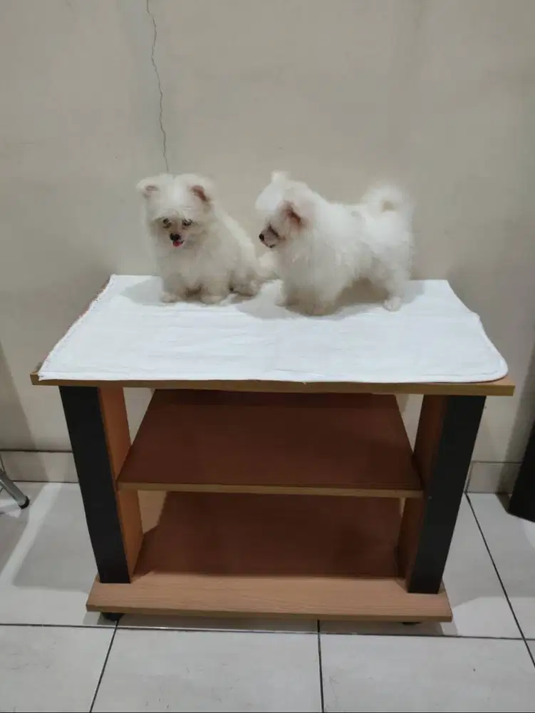 Jual Anakan Pom (Pomeranian) Betina Putih