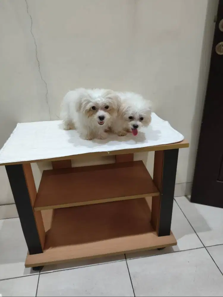 Jual Anakan Anjing Maltese Jantan